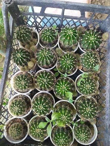 купить кактус: Mini kaktus kolleksiyası – Echinopsis/Parodia tipli şar formalı — 3