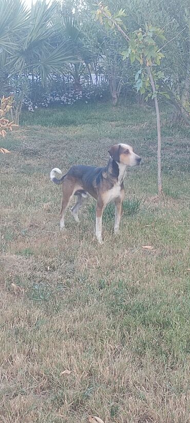 it hekimi bakida: Akita-inu, 2 il, Erkek, Ünvandan götürmə