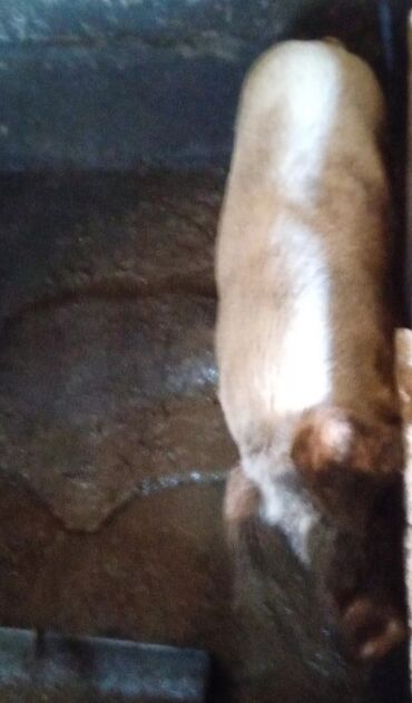 услуги ветеринара на дому: Осеменение свиней с доставкой кабана . Опыт 16 лет . Кабаны разных
