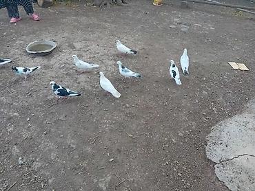 ləpə: 070 730 63 70 — 2