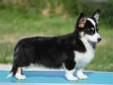 pepco psi: Velski korgi/Welsh Corgi Pembroke štenci. Odgajivacnica Royal Ramonda — 1