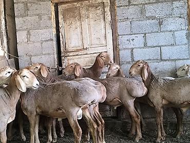 Баран, овца: Продаю | Баран (самец) | Арашан — 3