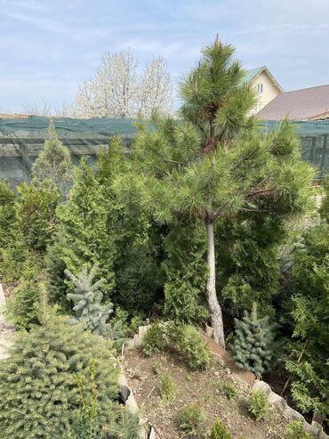 Декоративные деревья: Саженцы деревьев: Сосны, Самовывоз, Платная доставка at lalafo.kg — 7 Декоративные деревья: Саженцы деревьев: Сосны, Самовывоз, Платная доставка — 7