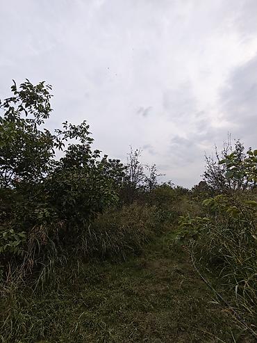 7 ci mikrorayon yeni tikili: 12 sot, Kənd təsərrüfatı, Barter mümkündür, Kupça (Çıxarış) — 2