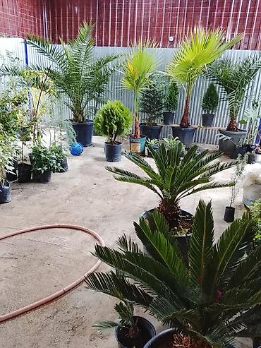 bitki dərmanları satışı: 050 898'75'40 📲 050 590 41 46 🪴Hərnöv🪻güllerin🌴Ağaclərin Sifarişi🌲 — 1