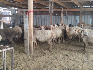 Бараны, овцы: Продаю | Овца (самка), Ягненок | Гиссарская | Для разведения | Котные