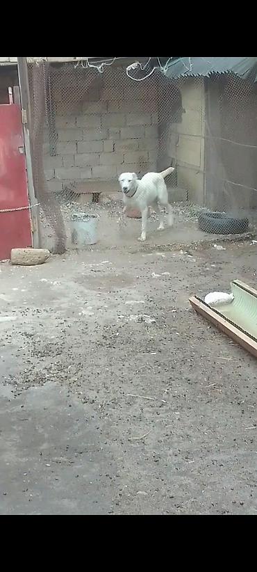 şopard sep: Salam bu gözəliyi satıram nadirən göz rəngi var başı çıxanlar bilir — 5