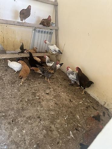 qara kanada: Toyuq, Damazlıq — 3
