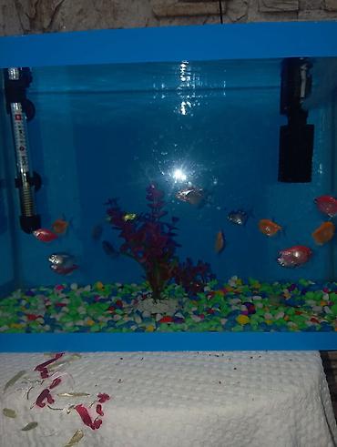 koi balığı satılık: 🐠 *AKVARYUM SATILIR - MƏRDƏKAN* 🐠 📏 Ölçü: Eni 46 sm / Uzunluğu 30 sm — 2