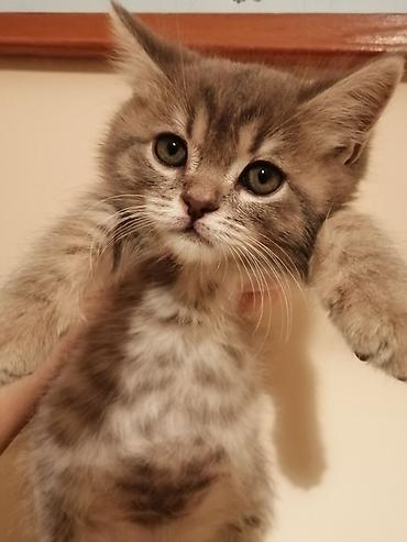 Продажа кошек: Котята домашние, полубританцы, два мальчика крупные, один мальчик — 4