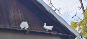 Птицы: Продаю голубей Павлинов — 11