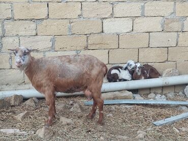 ineklerin qiymeti: Dişi, il: 1