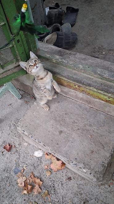 котята в караколе: Котята, домашние, игривые. Описание: - Возраст: примерно 3–4 месяца — 3