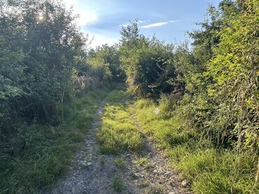 Kirayə torpaq sahələri: Kənd təsərrüfatı -da lalafo.az — 8 Kirayə torpaq sahələri: Kənd təsərrüfatı — 8