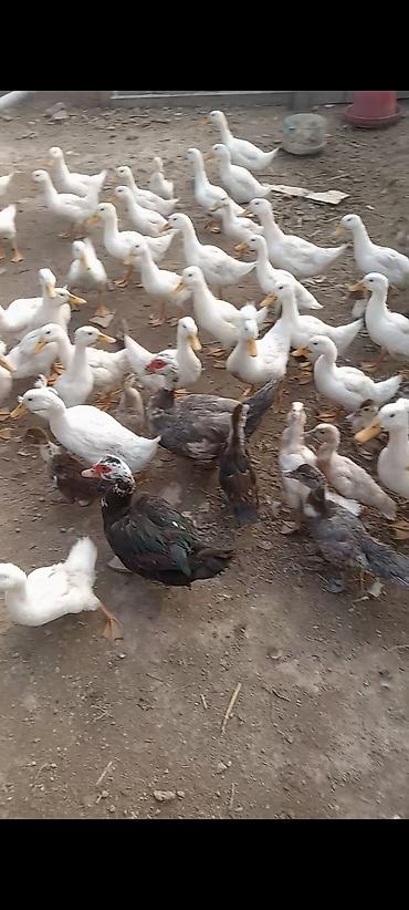 mandalin ordek: Peekin ordey 2 ayliq 7m. Sesiz ordey ay yarimliq 8m — 2