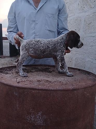 balalı qoyunlar: Alman qısatüklü ov iti balası (German Shorthaired Pointer) – — 1
