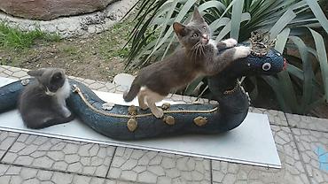 сколько стоят котята: Котята домашние, ласковые и игривые. Несколько окрасов на выбор: - — 8