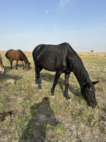 Лошади, кони: Продаю | Жеребенок, Жеребец, Кобыла (самка) | Кара Жорго | Для молока, Для разведения, На забой — 19