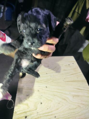 i̇tlər pitbul: Pudel, 2 ay, Dişi, Peyvəndli, Pulsuz çatdırılma
