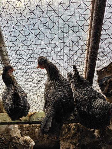 Toyuqlar: Toyuq, Damazlıq — 4