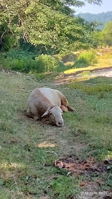 Qoyunlar, qoçlar: Satılır yaş 3 yarım qoçdu tuxumluq — 11