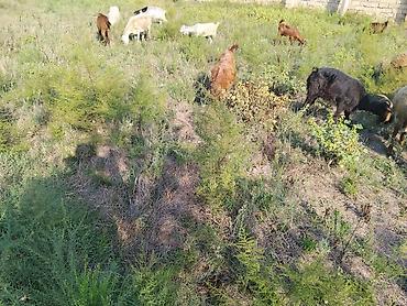 ev quşları haqqında qısa məlumat: Salam damzdga kesglik saxlmag hər cürə kecleri var hər qiymətə var — 3