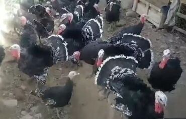 Xoruzlar: Tek 100 ayam zemani cut 200m .qap — 34