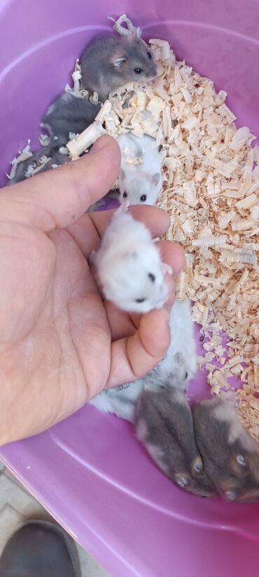 Gəmiricilər: 2cunqarik 1qəfəs üstündə vitaminli yem,quru yonca,apilka hədiyyə cəmi -da lalafo.az — 9 Gəmiricilər: 2cunqarik 1qəfəs üstündə vitaminli yem,quru yonca,apilka hədiyyə cəmi — 9