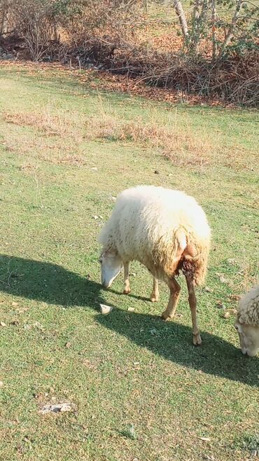 Qoyunlar, qoçlar: Dişi, il: 2, Damazlıq, Ünvandan götürmə — 1
