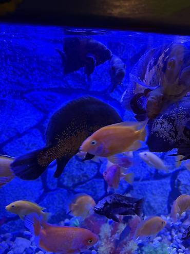 Akvariumlar: Продается аквариум 2 м с рыбами все вместе рыбы декор и — 18