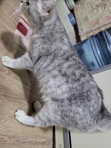 Кошки: Шотландская, Самка, Самовывоз — 1
