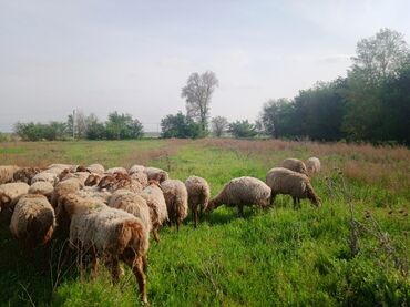 Бараны, овцы: Продаю | Овца (самка) | Арашан | Для разведения | Матка