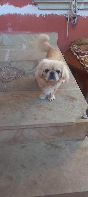 İtlər: Pekines, 8 ay, Erkək — 1