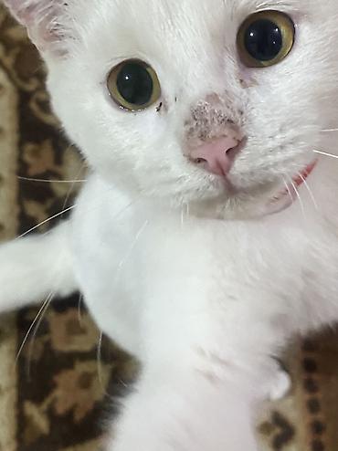 жалал абад кошки: 2 месяца, Мальчик — 1