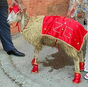 yetim quzu: Qurbanliq quzu geyimi. Yenidir — 1