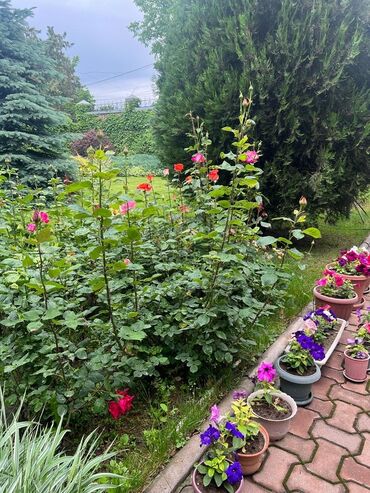 Продажа домов: Дом, 500 м², 7 комнат, Агентство недвижимости — 5