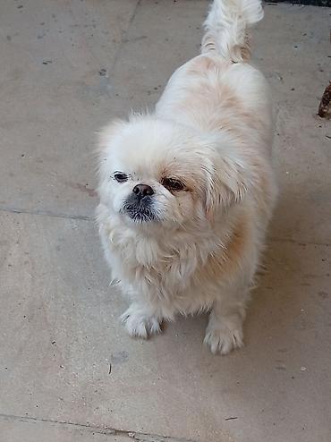 İtlər: Pekines — 6