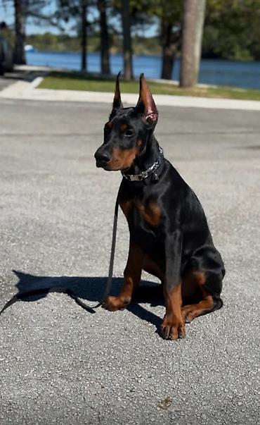 it labrador: Doberman, 3 ay, Sənədli — 1