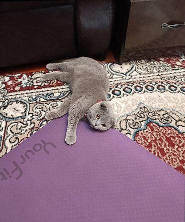 куплю коня: Шотландская вислоухая кошка (Scottish Fold) - Окрас: однотонный серый — 1