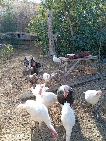 Hinduşka: Dişi, Kanada, Amerika, Damazlıq, Ünvandan götürmə — 3