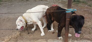 Rover: Alabay, 2 il, Dişi, Cütləşmə üçün