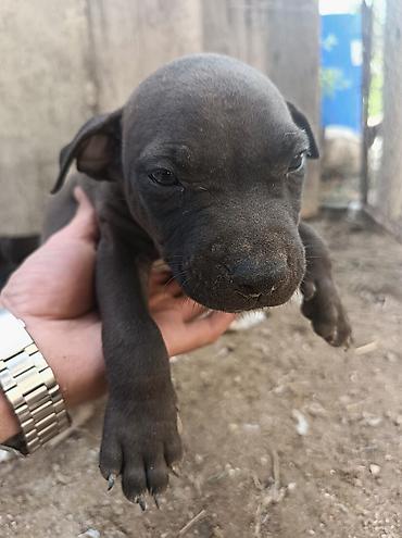 pitbull satılır: Pitbul, 2 ay, Dişi — 7
