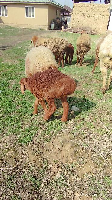 Баран, овца: Продаю | Овца (самка) | Для разведения | Матка — 14