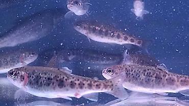 Молодь радужной форели для зарыбления водоёмов - Вид: радужная форель