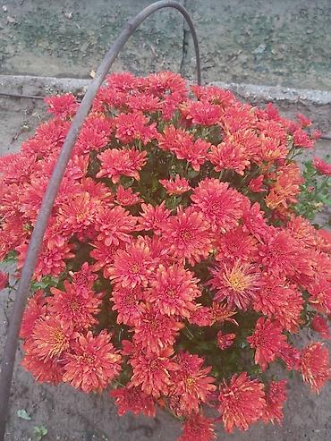 Хризантема: Хризантема — 9