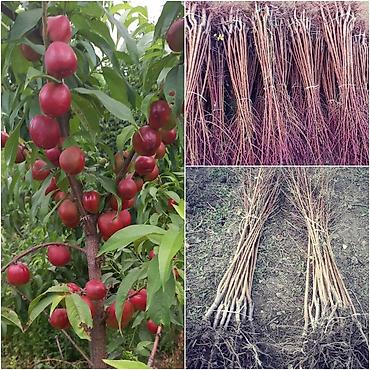 Tinglər: Goyce ve birinci sort turk eriyi tinglerine xususi endirimlerimiz var — 7