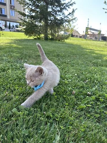 котята шатланские: Шотландец котёнок, окрас лиловый (пепельно‑серый). Плюшевая короткая — 3