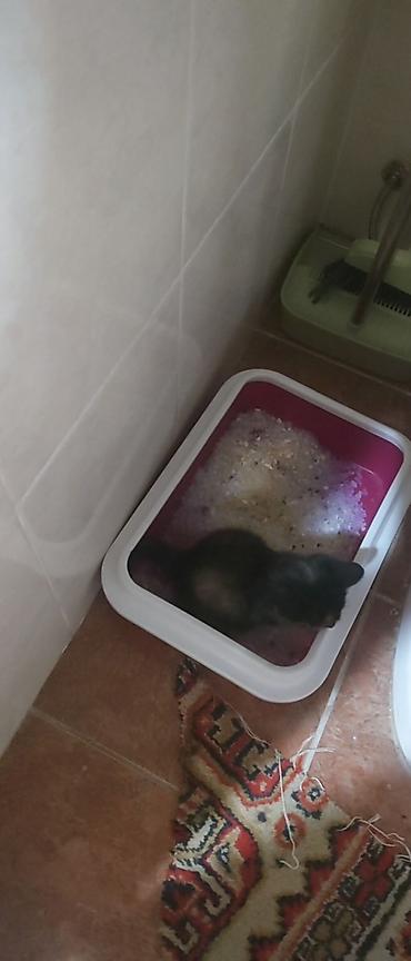 Отдам даром кошку: 1 месяц, Девочка, Приучена к лотку — 3