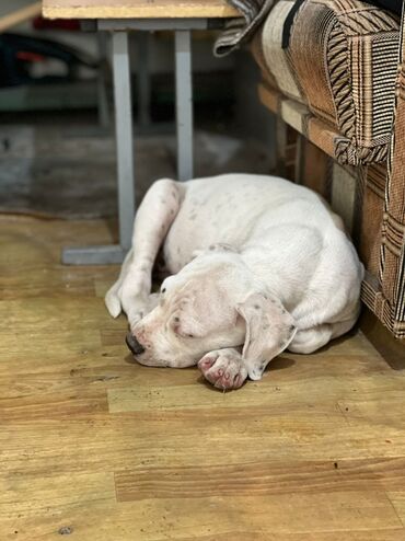 купить канарского дога в Кыргызстан | Куплю дом: Продаю щенка аргентинского дога! 5 месяцев девочка