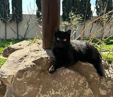 Pişiklər: Dişi, Yaxşı əllərə — 4